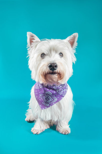 可爱的小狗宠物工作室照片与时尚的衣服肖像与一个漂亮的狗的表情图片下载