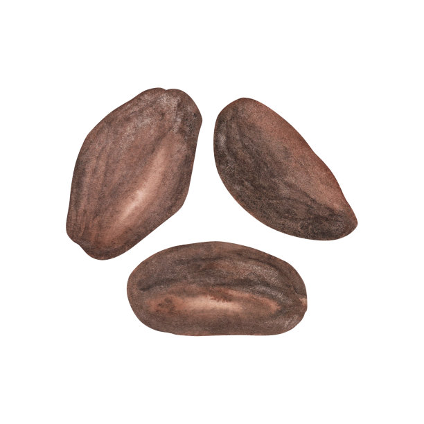 成熟的棕色可可豆与纹理孤立在白色背景。水彩手绘插图。艺术的设计图片下载