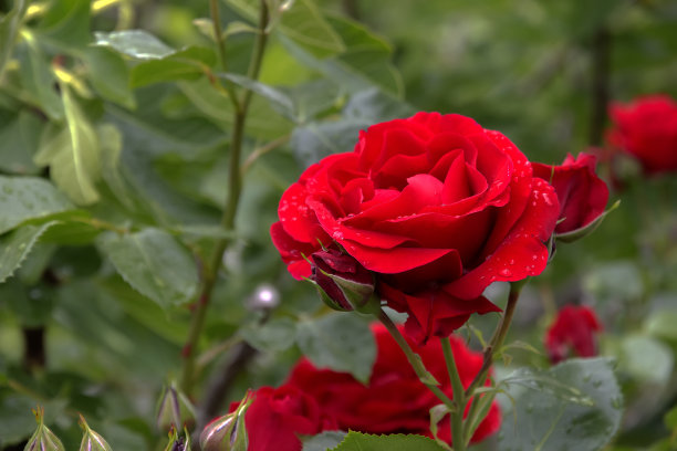 美丽的红玫瑰图片下载