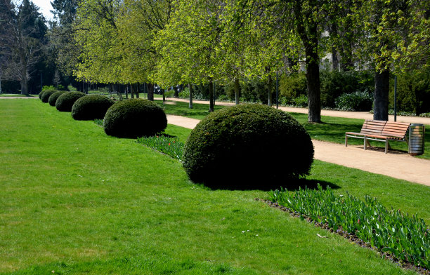 紫杉被塑造成扁平的球体、透镜、半球形的形状，在公园的小路上对称地长列排列。法国巴洛克式花园的常绿灌木图片下载