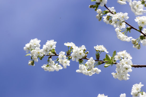 白色的花朵在樱桃树上与蓝色的天空图片下载