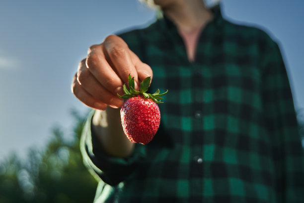 一个女人手里的新鲜草莓。图片下载