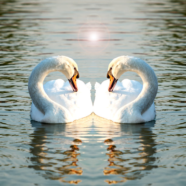 湖上有两只白天鹅图片下载