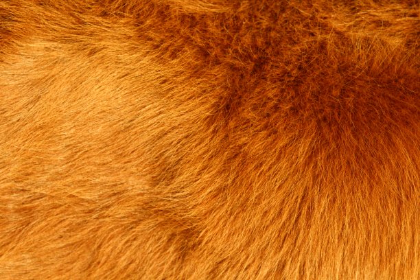 动物毛皮纹理背景特写毛绒绒的牛图片下载