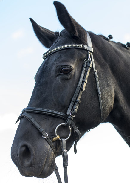 黑马肖像特写图片下载