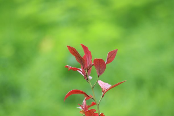 秋天森林里的红叶被太阳照亮图片下载