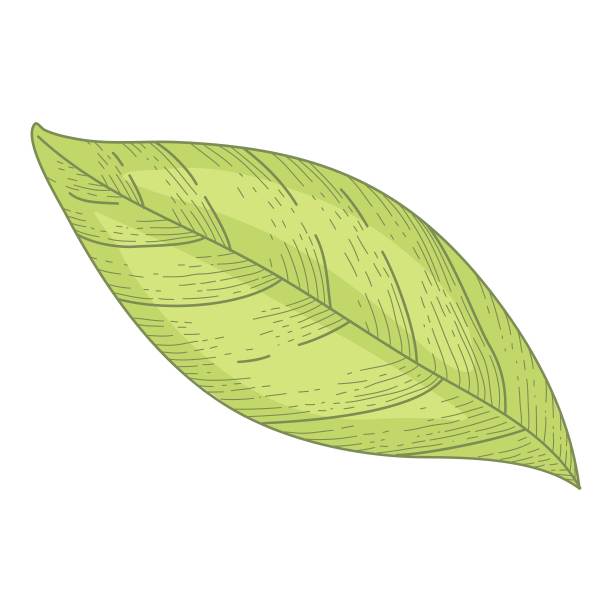在白色背景上孤立的柠檬整片叶子的详细图。黄色柑橘类果实的亮绿色叶子。插图手绘现实在优雅的复古风格图片下载