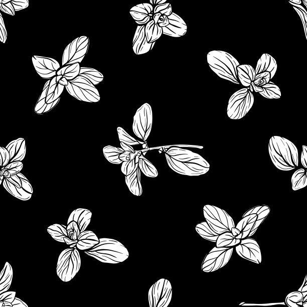 罗勒的模式。意大利草药。一小枝马郁兰图片下载