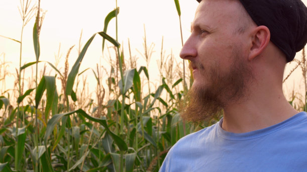 一个戴着帽子的大胡子男人呼吸着田野里玉米的香气。农民以工业规模种植玉米。粮食和动物饲料的生产和栽培生态产品图片下载