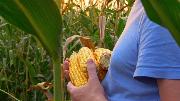 特写镜头中，一个农民在他的玉米地里，手里拿着金黄成熟的玉米穗，一个男性农民在收获前检查作物成熟的质量图片下载