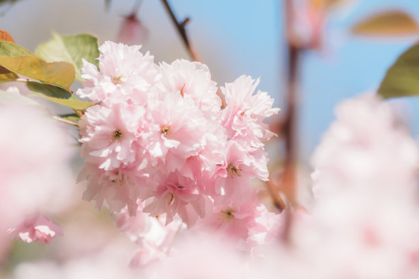 粉红色的樱花和蓝色的天空图片下载