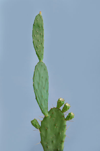 植物脂肪图片下载