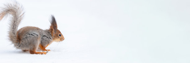 红松鼠坐在树枝上在冬季森林和啃种子的积雪覆盖的树背景。图片下载