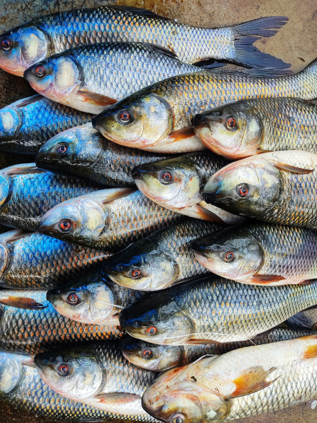 大量的罗虎鱼，拉比奥罗希塔鱼排列在印度鱼市瑞鱼销售亚洲图片下载