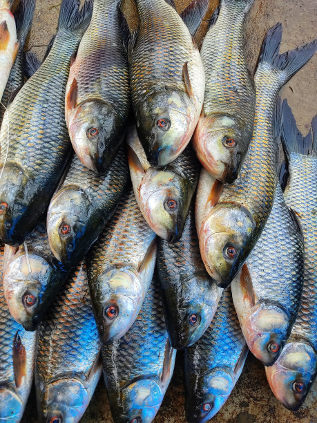 大量的罗虎鱼，拉比奥罗希塔鱼排列在印度鱼市瑞鱼销售亚洲图片下载