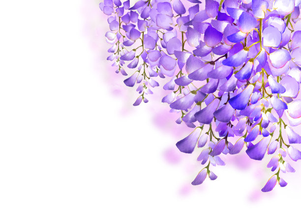 紫藤花。图片下载