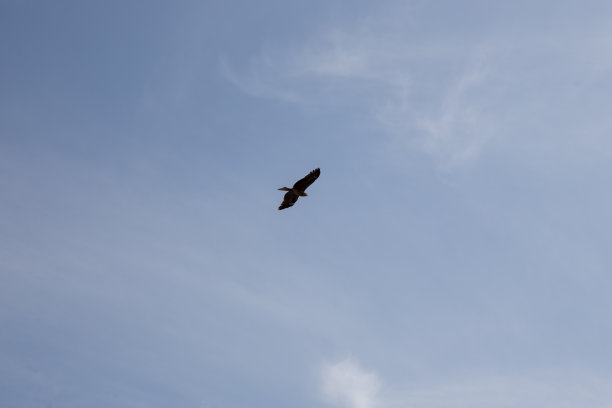 黑色的风筝在东京的天空中飞翔，瞄准它的猎物图片下载