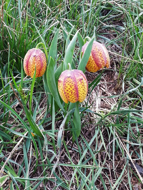 金色贝母图片下载