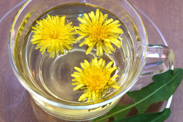 用蒲公英叶子沏一杯新鲜的蒲公英茶图片下载