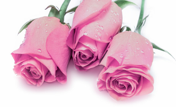 潮湿的粉红色玫瑰花束在白色图片下载