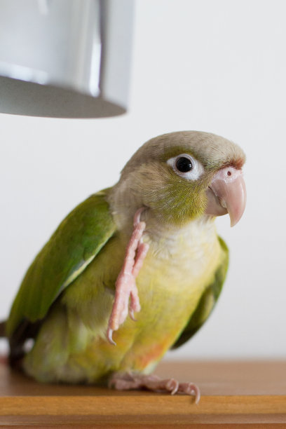 颊长尾小鹦鹉图片下载