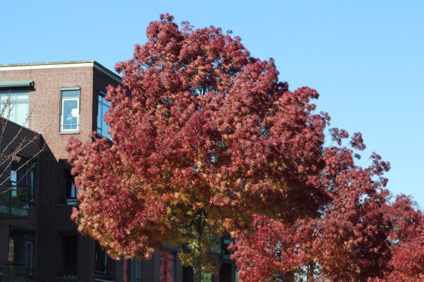 秋天森林里的红叶被太阳照亮图片下载