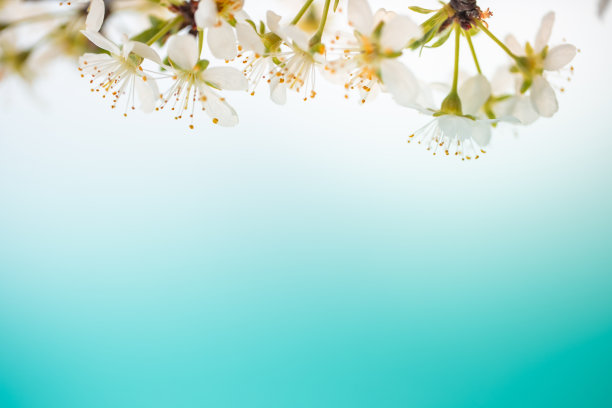 春季背景图片图片下载