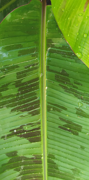 绿叶图案的背景。绿叶的纹理和图案。图片下载