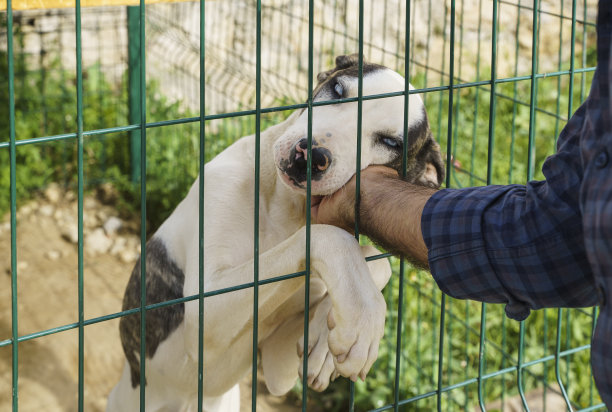 在当地收容所的笼子里，一只被收养的狗，一名男子的手抚摸着狗图片下载