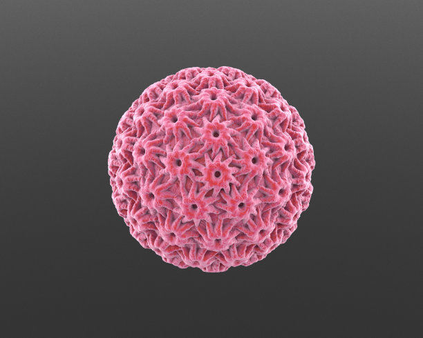 人类乳头瘤病毒(HPV)图片下载