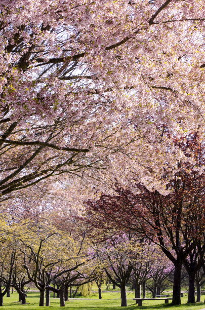 在斯堪的纳维亚，樱花盛开图片下载