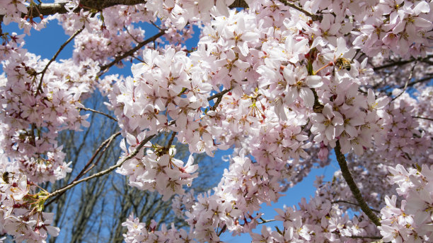 在斯堪的纳维亚，樱花盛开图片下载