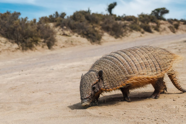 Peludo或更大的头发犰狳。照片摄于阿根廷瓦尔德斯半岛图片下载