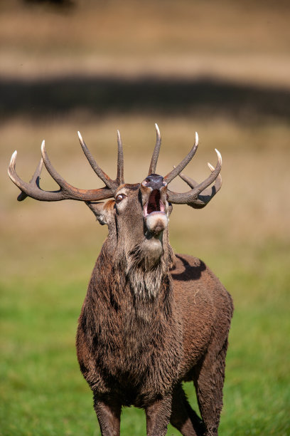 在英国伦敦的一个公园里，红鹿在绿草地上咆哮着休息图片下载