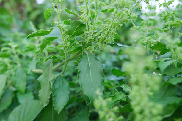 花园里的罗勒。图片下载