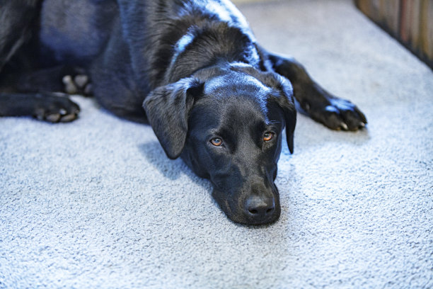警觉的黑色拉布拉多猎犬混血狗图片下载