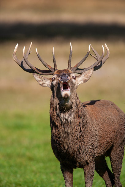 在英国伦敦的一个公园里，红鹿在绿草地上咆哮着休息图片下载