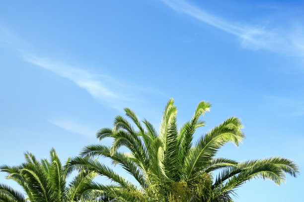 在晴朗的蓝天上拍摄闪亮的棕榈树叶子图片下载