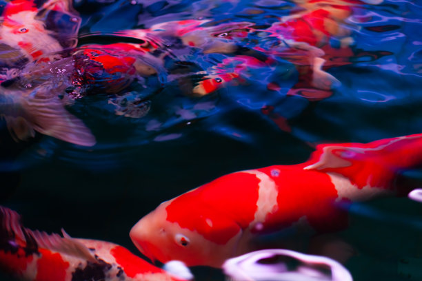五颜六色的金鱼市场图片下载