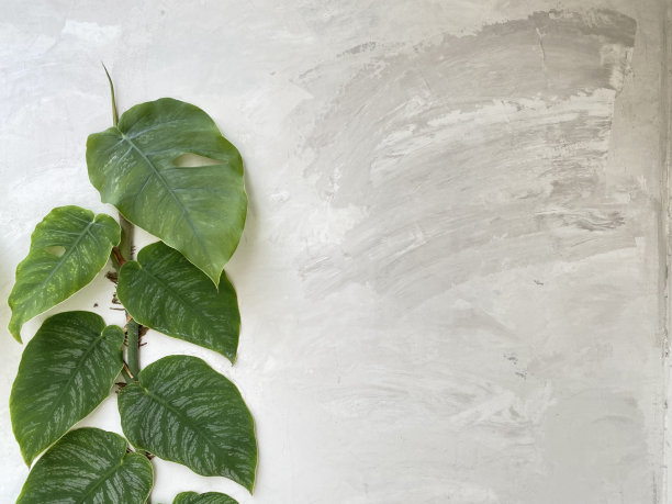 心在白墙上留下梧桐图片下载