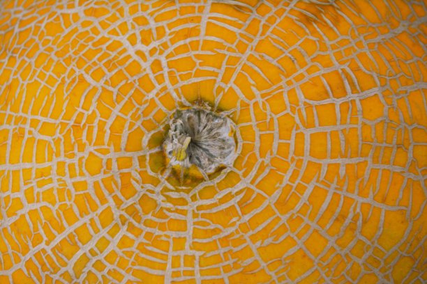 瓜纹理图片下载