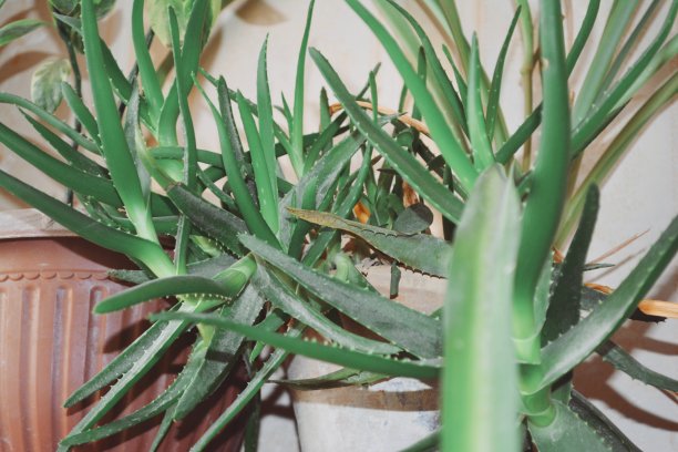 花盆里的植物图片下载