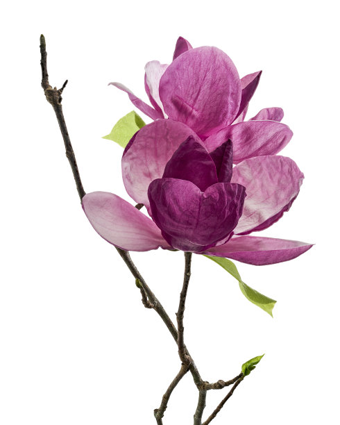 紫玉兰花，玉兰孤立在白色背景，与修剪路径图片下载