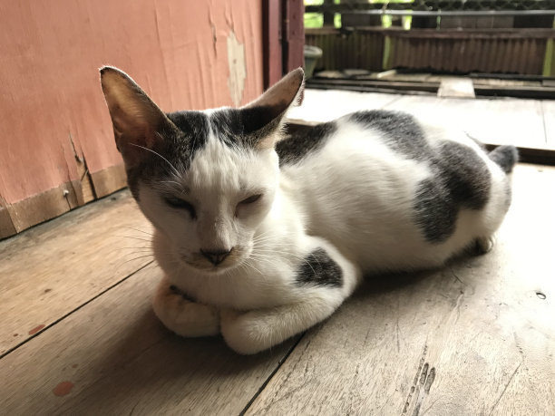 美丽的白色可爱的猫传单，海报，广告等图片下载