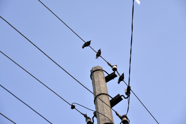 一只在电线上的椋鸟图片下载