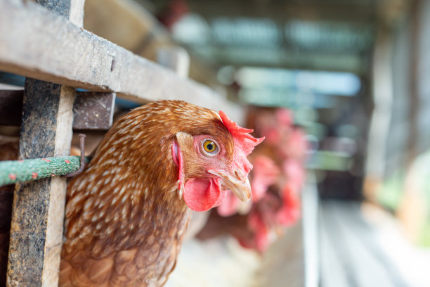 鸡笼养鸡场的鸡蛋，漂亮的母鸡五颜六色图片下载