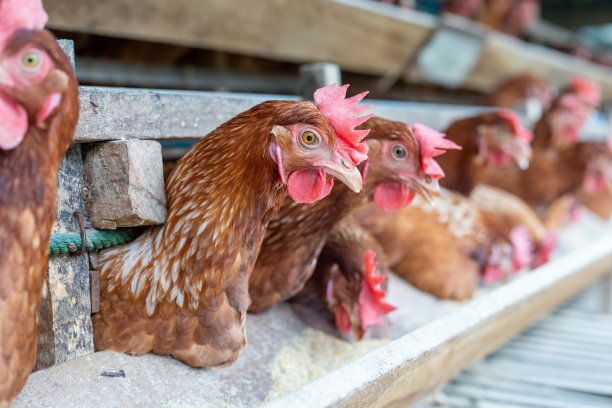 鸡笼养鸡场的鸡蛋，漂亮的母鸡五颜六色图片下载