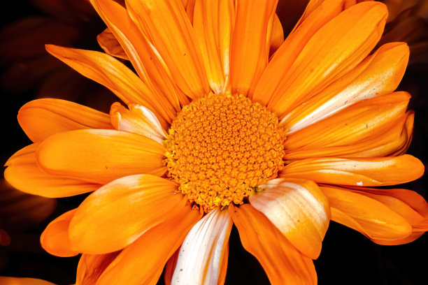 橙色雏菊的特写图片下载