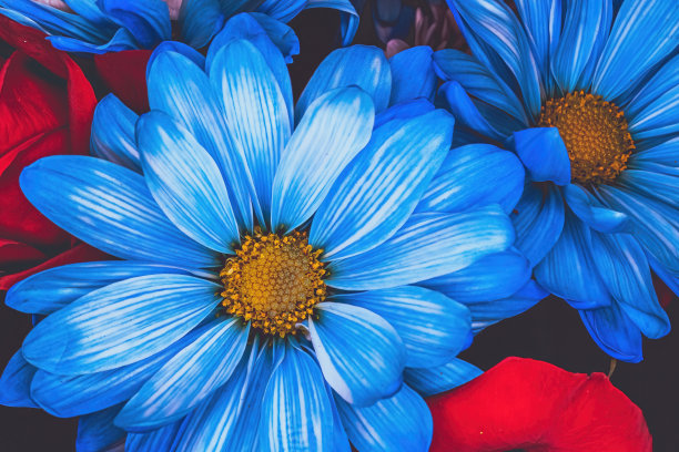 几朵蓝色雏菊的特写图片下载