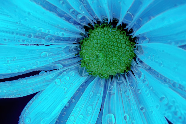 蓝色雏菊的特写图片下载